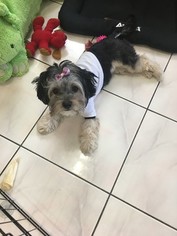 Morkie-Yorkshire Terrier Mix Dogs for adoption in PICO RIVERA, CA, USA