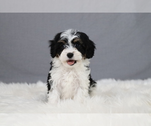 Cavapoo Puppy for sale in WEST SALEM, OH, USA