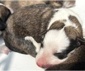 German Shepherd Dog Dogs for adoption in Houston, TX, USA