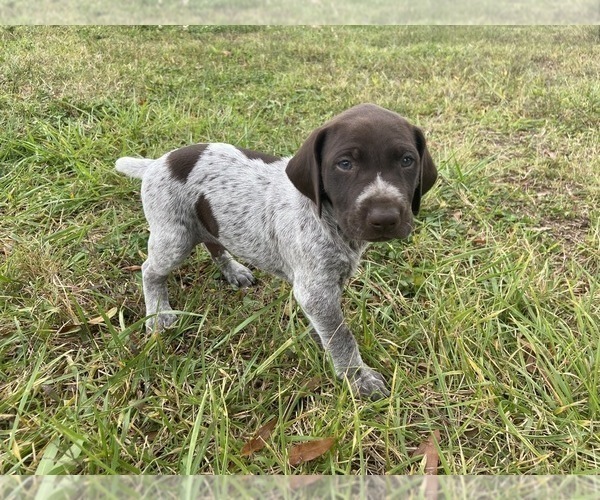 Medium Photo #10 German Shorthaired Pointer Puppy For Sale in CONCORD, NC, USA