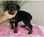 Small Photo #8 Rottweiler Puppy For Sale in FORT WORTH, TX, USA