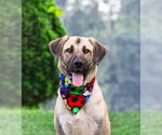 Small #4 Anatolian Shepherd