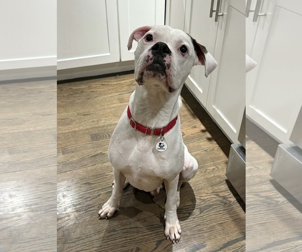 Medium Photo #1 Boxer Puppy For Sale in Stanwood, WA, USA