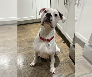 Boxer Dogs for adoption in Stanwood, WA, USA