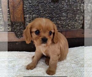 Cavalier King Charles Spaniel Puppy for sale in BLAIRS MILLS, PA, USA