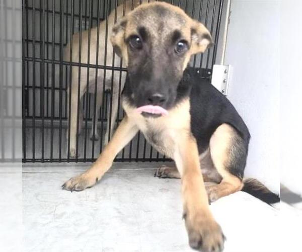 Medium Photo #2 German Shepherd Dog Puppy For Sale in Houston, TX, USA