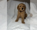 Small Photo #1 Golden Retriever Puppy For Sale in JACKSONVILLE, FL, USA
