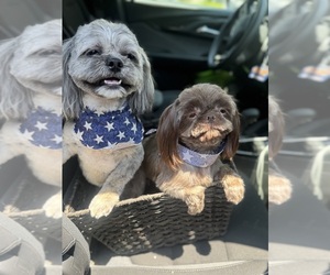 Father of the Shih Tzu puppies born on 05/15/2025