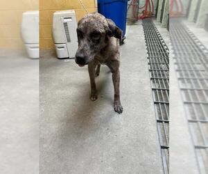 Catahoula Leopard Dog Dogs for adoption in Stockton, CA, USA