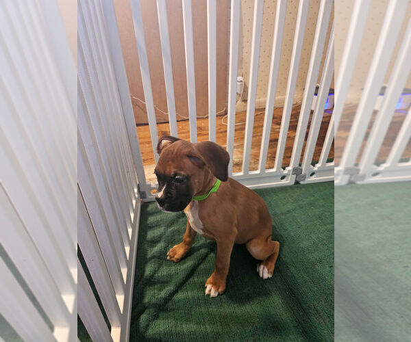 Medium Photo #1 Boxer Puppy For Sale in LYONS, KS, USA