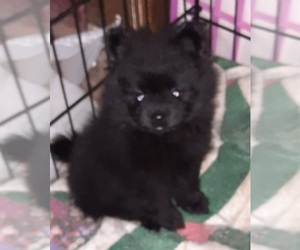 Pomeranian Puppy for sale in SPOTSYLVANIA, VA, USA