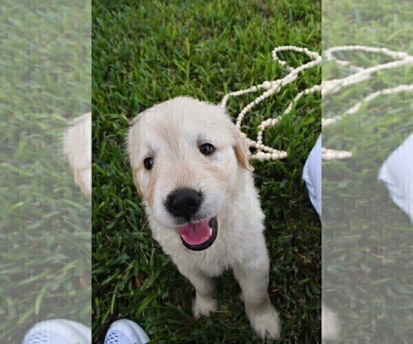 Medium Photo #25 Golden Retriever Puppy For Sale in RICHMOND, TX, USA