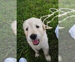 Small Photo #25 Golden Retriever Puppy For Sale in RICHMOND, TX, USA