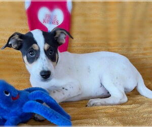 Labrador Retriever-Unknown Mix Dogs for adoption in Genesee, WI, USA
