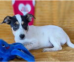 Small Labrador Retriever Mix