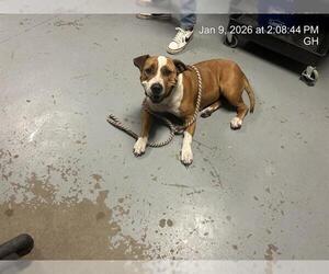 American Pit Bull Terrier Dogs for adoption in Ocala, FL, USA