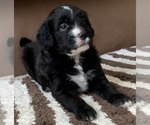 Small Photo #1 Sheepadoodle Puppy For Sale in KATY, TX, USA