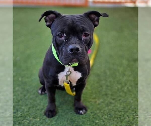 Medium Photo #1 Mutt Puppy For Sale in Las Vegas, NV, USA