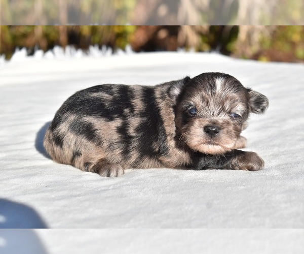 Medium Photo #1 Shih Aussie Puppy For Sale in PALM COAST, FL, USA