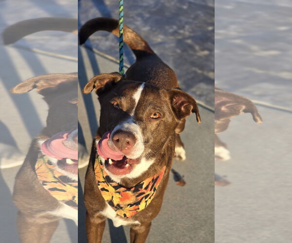 Medium Photo #5 Labrador Retriever Puppy For Sale in Sandy, UT, USA