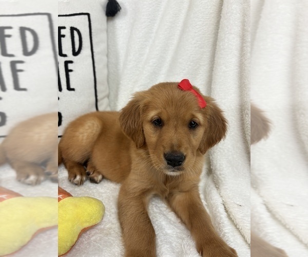 Medium Photo #4 Golden Retriever Puppy For Sale in GREENFIELD, IN, USA