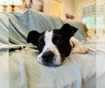Small Photo #1 American Pit Bull Terrier-Labrador Retriever Mix Puppy For Sale in Oakhurst, NJ, USA