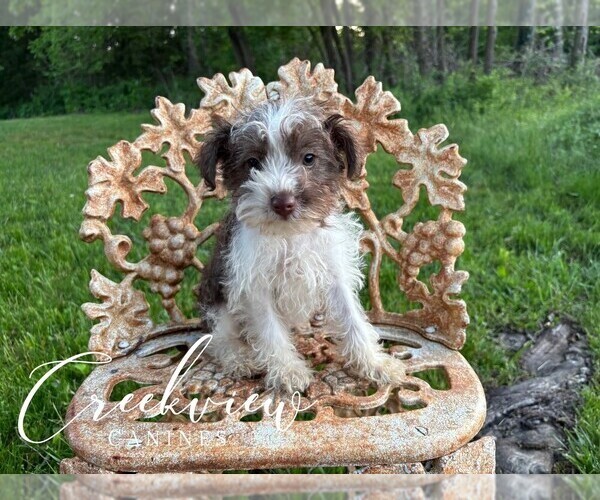 Medium Photo #1 Schnauzer (Miniature) Puppy For Sale in NIANGUA, MO, USA