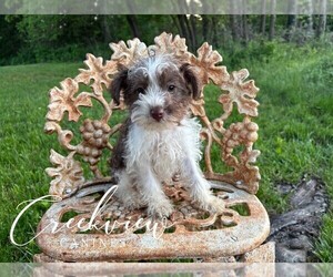 Medium Schnauzer (Miniature)