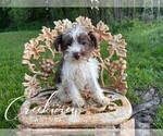 Puppy Frida Schnauzer (Miniature)