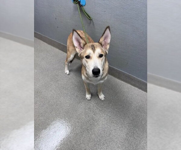 Medium Photo #1 Siberian Husky-Unknown Mix Puppy For Sale in Las Vegas, NV, USA