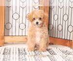 Small Photo #3 Poochon Puppy For Sale in NAPLES, FL, USA