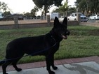 Small Photo #1 German Shepherd Dog Puppy For Sale in FONTANA, CA, USA