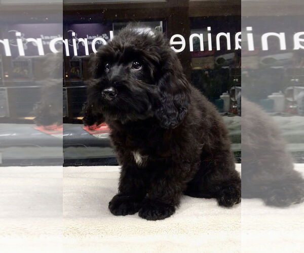Medium Photo #4 Cockapoo Puppy For Sale in Lincolnwood, IL, USA