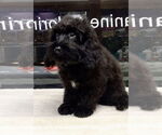 Small #3 Cockapoo