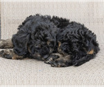 Teddy - Male Goldendoodle (Miniature) Puppy for Sale - Photo #3