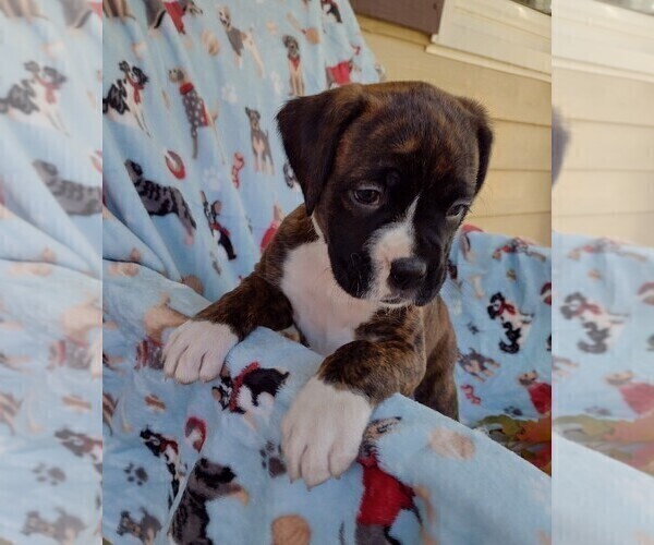Medium Photo #3 Boxer Puppy For Sale in PORT ROYAL, PA, USA