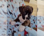 Small Photo #3 Boxer Puppy For Sale in PORT ROYAL, PA, USA