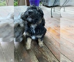 Small Photo #56 Aussiedoodle Miniature  Puppy For Sale in COMMERCE, MI, USA