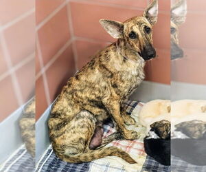 Dutch Shepherd -Unknown Mix Dogs for adoption in Lakewood, CO, USA