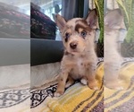 Small Photo #7 Pomsky Puppy For Sale in KANSAS CITY, KS, USA