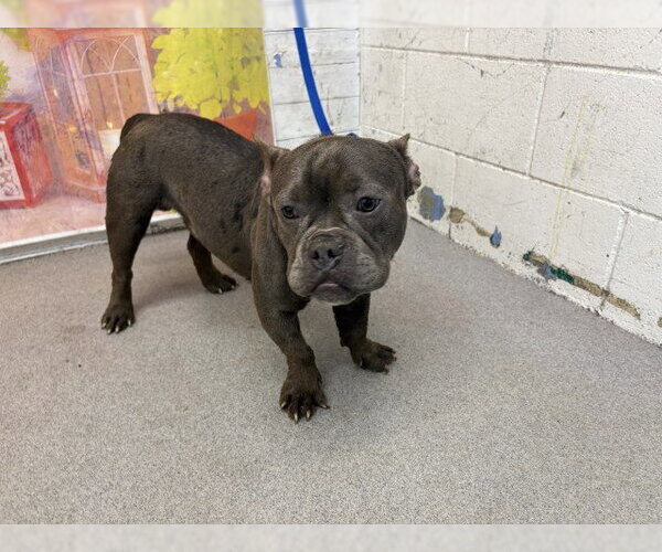 Medium Photo #1 French Bulldog Puppy For Sale in San Bernardino, CA, USA