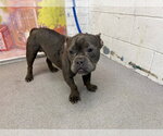 Small French Bulldog