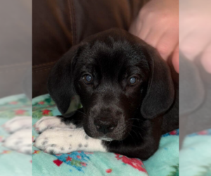 Beagle Dogs for adoption in Evansville, IN, USA