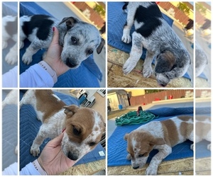 Australian Cattle Dog Puppy for sale in SALINAS, CA, USA