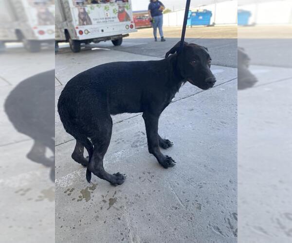 Medium Photo #1 Labrador Retriever Puppy For Sale in Bakersfield, CA, USA