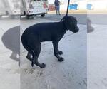 Small Labrador Retriever