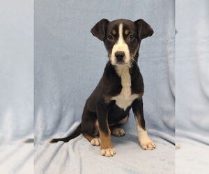 Australian Shepherd-Unknown Mix Dogs for adoption in Lake City, MI, USA