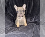 Small #2 French Bulldog