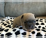 Small #3 French Bulldog