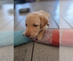 Small #3 Labrador Retriever